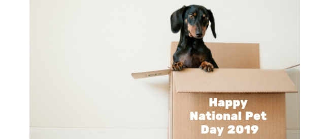 National Pet Day Deals 2019