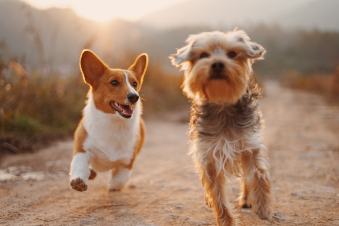 5 tips to save at Petco