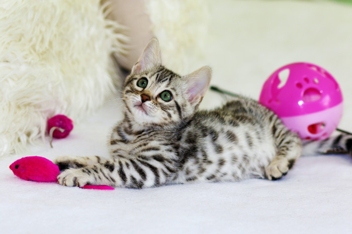 5 tips to save at Petco