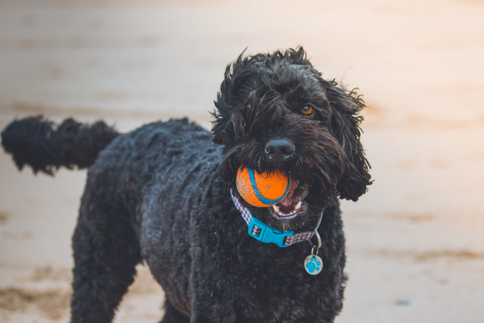 5 tips to save at Petco