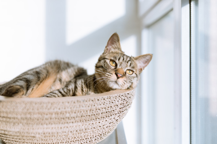 5 tips to save at Petco