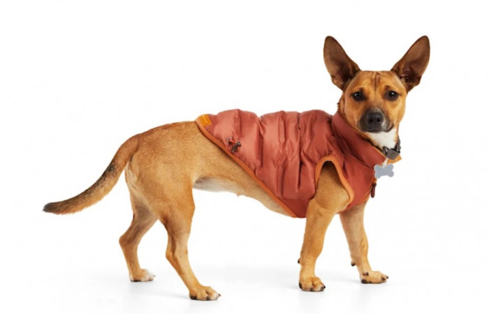 Petco After Christmas New Year Sales