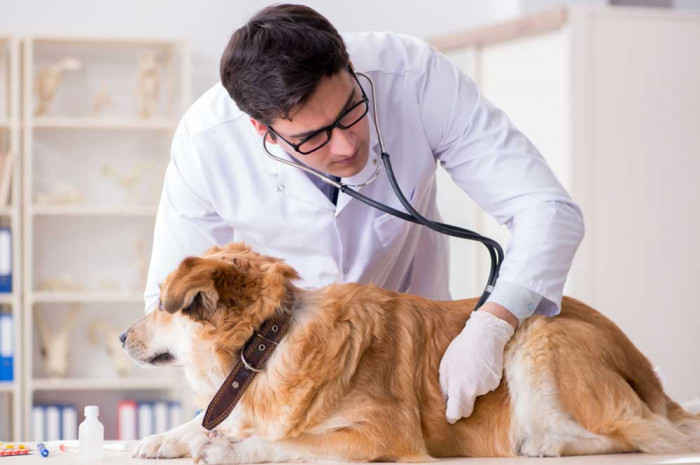 AskVet pet assistance