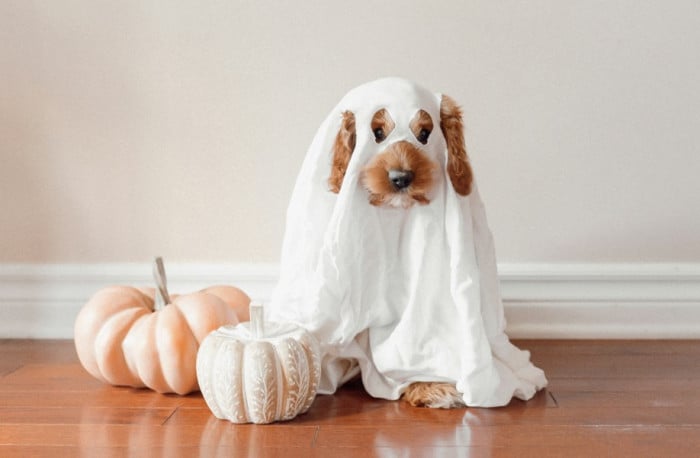 Halloween Dog Costume