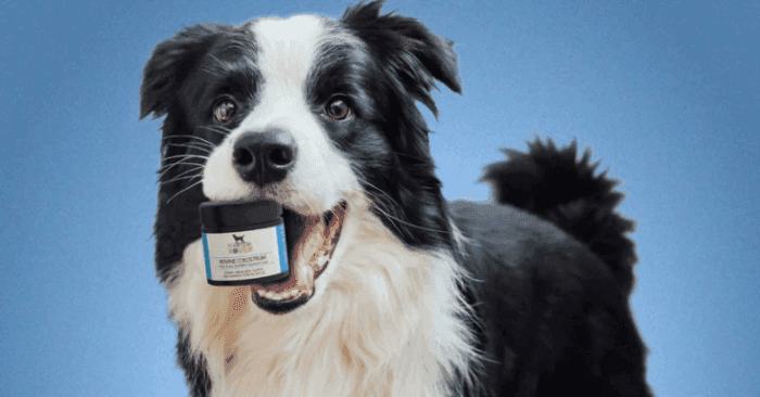 Four Leaf Rover dog supplements