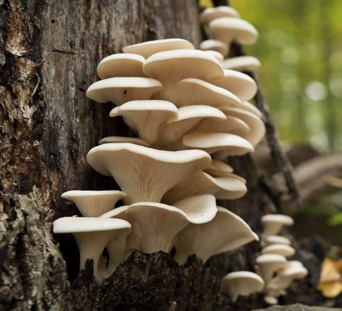 Mushroom Revival Promo Codes 30 OFF in April 2024