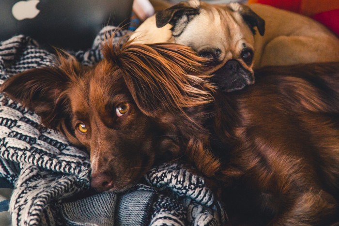 Pet Mountain Beds