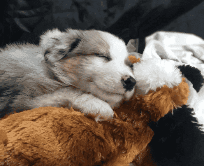 Snuggle Puppy Promo Codes Up to 15 OFF in April 2024