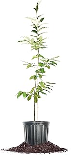 Perfect Plants 4-5 Ft American Hybrid Chestnut Tree | Shade & Privacy, Fresh Chestnuts