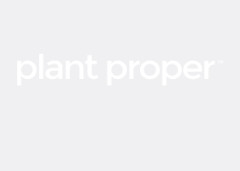 Plant Proper promo codes